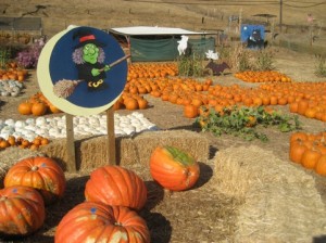 Clayton-Pumpkin-patch